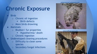 ● Birds
o Chronic oil ingestion
 Birth defects
o More birds drowning
● Mammals
o Blubber/ fur properties
 Hypothermia/ death
o Chronic ingestion
● Undeveloped cleaning procedures
o Difficulty to clean some
species
o Secondary fungal infections
Chronic Exposure
wikiarmstrong7.wikispaces.com
www.huffingtonpost.com
 