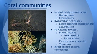 ● Located in high current areas
o Gas exchange
o Food delivery
● Hydrocarbon rich plumes
o Excess sediment deposition and
accumulation
● Bp Macondo Prospect
o Brown fluclants
 Weathered oil
 Hydrocarbons
o Excess mucus production
o Tissue loss
● Direct impacts on coral
communities
Coral communities
http://www.nature.com/news/2010/012345/full/news.2010.589/slideshow/1.
html?identifier=1
http://www.whoi.edu/page.do?pid=83538&tid=3622&cid=125889
http://www.nature.com/news/2010/012345/full/news.2010.589/slideshow/1.html?identifier=1
 