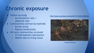 ● Follow up study
o Accumulation rate >
dispersal rate
● Communities overrun by hydroids
o Excess stress
o Reduce biodiversity
● 69 coral communities accessed
o 47 had hydroid colonization
o Others had no living tissue
Chronic exposure
http://www.youtube.com/watch?v=hzXLcMxIdws
blogs.mprnews.org
 