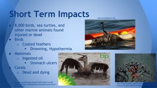 ● 8,000 birds, sea turtles, and
other marine animals found
injured or dead
● Birds
o Coated feathers
 Drowning, Hypothermia
● Mammals
o Ingested oil
 Stomach ulcers
● Corals
o Dead and dying
Short Term Impacts
http://www.boston.com/bigpicture/
2010/06/scenes_from_the_gulf_o
f_mexico.html
http://blog.thesietch.org/2012/04/06/gulf-of-
mexico-oil-spills-effects-on-deep-water-corals/
http://www.greenfudge.org/2010/06/18/gulf-oil-spill-
update-animals-crowding-near-shorelines-face-risk-of-
mass-die-offs/
www.animalplanet.com
 