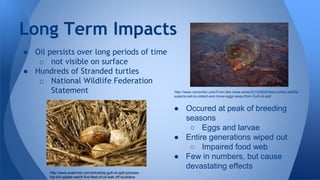 ● Oil persists over long periods of time
o not visible on surface
● Hundreds of Stranded turtles
o National Wildlife Federation
Statement
Long Term Impacts
● Occured at peak of breeding
seasons
○ Eggs and larvae
● Entire generations wiped out
○ Impaired food web
● Few in numbers, but cause
devastating effects
http://www.examiner.com/article/bp-gulf-oil-spill-pictures-
top-kill-update-watch-live-feed-of-oil-leak-off-louisiana-
http://www.csmonitor.com/From-the-news-wires/2010/0629/Sea-turtles-wildlife-
experts-set-to-collect-and-move-eggs-away-from-Gulf-oil-spill
 