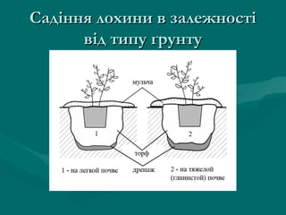 Садіння лохини в залежностіСадіння лохини в залежності
від типу ґрунтувід типу ґрунту
 