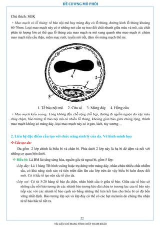 Đề cương mô phôi học | PDF