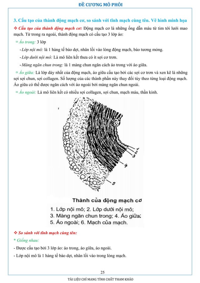 Đề cương mô phôi học | PDF