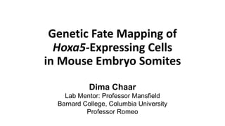 Genetic	Fate	Mapping	of	
Hoxa5-Expressing	Cells	
in	Mouse	Embryo	Somites
Dima Chaar
Lab Mentor: Professor Mansfield
Barnard College, Columbia University
Professor Romeo
 