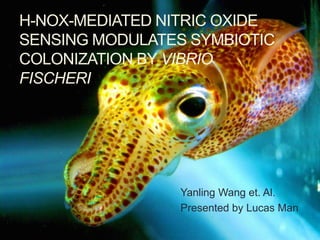 H-NOX-MEDIATED NITRIC OXIDE
SENSING MODULATES SYMBIOTIC
COLONIZATION BY VIBRIO
FISCHERI




                 Yanling Wang et. Al.
                 Presented by Lucas Man
 