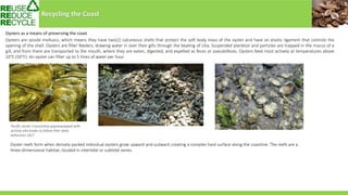 Oysters as a means of preserving the coast
Oysters are sessile molluscs, which means they have two(2) calcareous shells that protect the soft body mass of the oyster and have an elastic ligament that controls the
opening of the shell. Oysters are filter feeders, drawing water in over their gills through the beating of cilia. Suspended plankton and particles are trapped in the mucus of a
gill, and from there are transported to the mouth, where they are eaten, digested, and expelled as feces or pseudofeces. Oysters feed most actively at temperatures above
10°C (50°F). An oyster can filter up to 5 litres of water per hour.
Pacific oyster Crassostrea gigasequipped with
activity electrodes to follow their daily
behaviour 24/7
Oyster reefs form when densely packed individual oysters grow upward and outward creating a complex hard surface along the coastline. The reefs are a
three-dimensional habitat, located in intertidal or subtidal zones.
Recycling the Coast
 