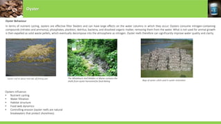 Oyster Behaviour
In terms of nutrient cycling, oysters are effective filter feeders and can have large effects on the water columns in which they occur. Oysters consume nitrogen-containing
compounds (nitrates and ammonia), phosphates, plankton, detritus, bacteria, and dissolved organic matter, removing them from the water. What is not used for animal growth
is then expelled as solid waste pellets, which eventually decompose into the atmosphere as nitrogen. Oyster reefs therefore can significantly improve water quality and clarity.
Oyster reef at about mid-tide off fishing pier
Oysters influence:
• Nutrient cycling
• Water filtration
• Habitat structure
• Food web dynamics
• Controlling erosion (oyster reefs are natural
breakwaters that protect shorelines).
Bags of oyster cultch used in oyster restoration
The Whaleback shell Midden in Maine contains the
shells from oyster harvested for food dating
Oyster
 