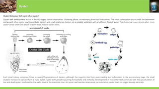 Oyster
Oyster Behaviour (Life cycle of an oyster)
Oyster reef development occurs in four(4) stages: initial colonization, clustering phase, accretionary phase and maturation. The initial colonization occurs with the settlement
and growth of an oyster spat (larval baby oyster) and small, scattered clusters on a suitable substrate with a sufficient flow of water. The clustering phase occurs when more
oyster larvae settle and attach to both dead and live oyster shells.
Each small colony comprises three to seven(7) generations of oysters, although the majority dies from overcrowding and suffocation. In the accretionary stage, the small
clusters increase in size and form a mass oyster cluster with growth occurring horizontally and vertically. Development of the oyster reef continues with the accumulation of
live and dead oysters shells within the water level of the intertidal zone. An oyster reef reaches senescence, or maturation, when it can no longer develop vertically.
 