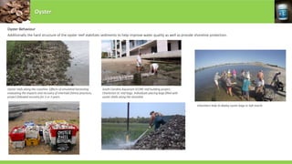 Oyster Behaviour
Additionally the hard structure of the oyster reef stabilizes sediments to help improve water quality as well as provide shoreline protection.
South Carolina Aquarium SCORE reef building project,
Charleston SC reef bags. Individuals placing bags filled with
oyster shells along the shoreline.
Oyster reefs along the coastline. Effects of simulated harvesting
evaluating the impacts and recovery of intertidal fishery practices,
project followed recovery for 2 or 3 years.
Oyster
Volunteers help to deploy oyster bags in Salt marsh
 