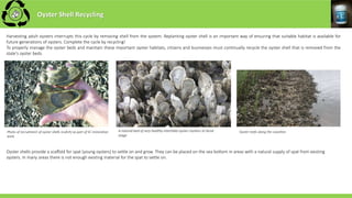 Harvesting adult oysters interrupts this cycle by removing shell from the system. Replanting oyster shell is an important way of ensuring that suitable habitat is available for
future generations of oysters. Complete the cycle by recycling!
To properly manage the oyster beds and maintain these important oyster habitats, citizens and businesses must continually recycle the oyster shell that is removed from the
state's oyster beds.
Photo of recruitment of oyster shells (cultch) as part of SC restoration
work
A natural bed of very healthy intertidal oyster clusters at larva
stage
Oyster reefs along the coastline.
Oyster Shell Recycling
Oyster shells provide a scaffold for spat (young oysters) to settle on and grow. They can be placed on the sea bottom in areas with a natural supply of spat from existing
oysters. In many areas there is not enough existing material for the spat to settle on.
 