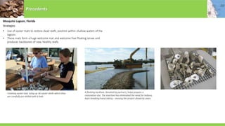 Precedents
Mosquito Lagoon, Florida
Strategies
• Use of oyster mats to restore dead reefs, position within shallow waters of the
lagoon.
• These mats form a huge welcome mat and welcome free floating larvae and
produces backbones of new, healthy reefs.
Creating oyster mat, tying up 36 oyster shells which they
are carefully pre-drilled with a hole
A floating backhoe, donated by partners, helps prepare a
restoration site. The machine has eliminated the need for tedious,
back-breaking hand-raking – moving the project ahead by years.
 