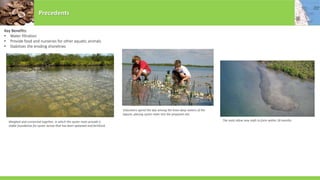 Key Benefits:
• Water filtration
• Provide food and nurseries for other aquatic animals
• Stabilizes the eroding shorelines
Weighed and connected together, in which the oyster mats provide a
stable foundation for oyster larvae that has been spawned and fertilized.
Volunteers spend the day among the knee-deep waters of the
lagoon, placing oyster mats into the prepared site.
The mats allow new reefs to form within 18 months.
Precedents
 