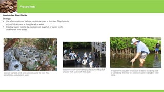 Precedents
Loxahatchee River, Florida
Strategy:
• Use of concrete reef balls as a substrate used in the river. They typically
attract fish as soon as they placed in water.
• Creating oyster habitat by placing mesh bags full of oyster shells
underneath their docks.
Concrete reef balls which were substrate used in the river. They
attract fishes once placed in water.
Volunteers create oyster habitat by placing mesh bags full
of oyster shells underneath their docks.
An experiment using light sensors such as these is now being used
to scientifically determine how extensively oyster reefs affect water
clarity.
 