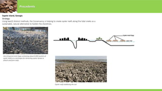 Strategy:
Using two(2) distinct methods, the Conservancy is helping to create oyster reefs along the tidal creeks as a
sustainable, natural alternative to harden the shorelines.
Precedents
Sapelo Island, Georgia
Use of layered mesh bags containing about 8,000 bushels of
oyster shells as a technique for attracting oyster larvae to
attach and form reefs.
Oyster reefs stabilizing the soil
 