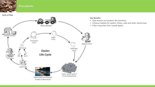 Precedents
Cycle of flow
Key Benefits
• Slow erosion and protects the shorelines
• Enhance habitats for oysters, fishes, crabs and other marine lives
• Filters impurities from coastal waters.
 