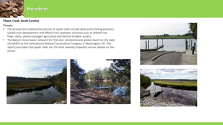 Precedents
Threats:
• The driving forces behind the decline of oyster reefs include destructive fishing practices,
coastal over-development and effects from upstream activities such as altered river
flows, dams, poorly managed agriculture and decline of water quality.
• The Nature Conservancy released the first-ever comprehensive global report on the state
of shellfish at the International Marine Conservation Congress in Washington, DC. The
report concludes that oyster reefs are the most severely impacted marine habitat on the
planet.
Tibwin Creek, South Carolina
 