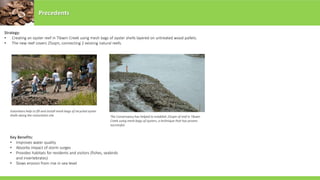 Precedents
Key Benefits:
• Improves water quality
• Absorbs impact of storm surges
• Provides habitats for residents and visitors (fishes, seabirds
and invertebrates)
• Slows erosion from rise in sea-level
Volunteers help to fill and install mesh bags of recycled oyster
shells along the restoration site The Conservancy has helped to establish 25sqm of reef in Tibwin
Creek using mesh bags of oysters, a technique that has proven
successful.
Strategy:
• Creating an oyster reef in Tibwin Creek using mesh bags of oyster shells layered on untreated wood pallets.
• The new reef covers 25sqm, connecting 2 existing natural reefs.
 