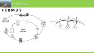Oyster processing
F R M YB
 