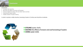 Conclusion
In order to maintain a stable shoreline, harvesting of oysters in Formby coast should be at moderate.
RECYCLING oyster shells
REDUCING the effects of erosion and overharvesting of oysters
REUSING oyster shells
Key Benefits:
• It hardens the shoreline
• Minimizes the effects of erosion and flooding
• Enhance habitat for oysters, fish and other marine animals
• Improving the water quality
• Enables creation of oyster industry
 