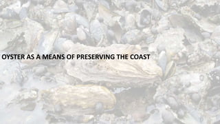OYSTER AS A MEANS OF PRESERVING THE COAST
 