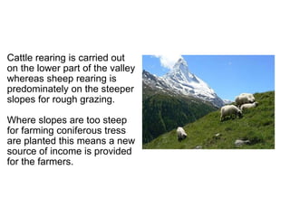   Cattle rearing is carried out on the lower part of the valley whereas sheep rearing is predominately on the steeper slopes for rough grazing.   Where slopes are too steep for farming coniferous tress are planted this means a new source of income is provided for the farmers. 