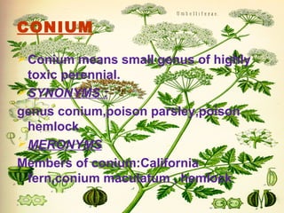 CONIUM
Conium means small genus of highly
toxic perennial.
SYNONYMS :
genus conium,poison parsley,poison
hemlock
MERONYMS
Members of conium:California
fern,conium maculatum , hemlock
 