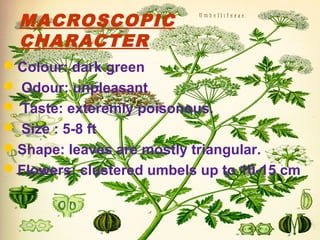 MACROSCOPIC
CHARACTER
Colour: dark green
 Odour: unpleasant
 Taste: exteremly poisonous.
 Size : 5-8 ft
Shape: leaves are mostly triangular.
Flowers: clustered umbels up to 10-15 cm
 