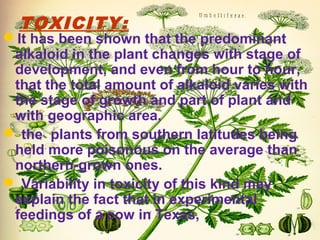 It has been shown that the predominant
alkaloid in the plant changes with stage of
development, and even from hour to hour,
that the total amount of alkaloid varies with
the stage of growth and part of plant and
with geographic area,
 the plants from southern latitudes being
held more poisonous on the average than
northern-grown ones.
 Variability in toxicity of this kind may
explain the fact that in experimental
feedings of a cow in Texas,
TOXICITY:
 