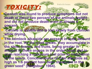 TOXICITY:
Conium was found to produce symptoms but not
death at about two percent of the animals weight
and did not produce death even at almost 4
percent.
 Coniine is volatile and is lost slowly from Conium
while drying.
The hemlock alkaloids are present in least amount
in the root. As the plant grows, they accumulate in
the stem, leaves, and fruits, being greater in
amount in these organs in the order listed and in
each reaching a maximum just prior to maturation
of the seeds. Concentrations of total alkaloids as
high as 1.6 percent have been measured in the
green seed" (Kingsbury 1964).
 