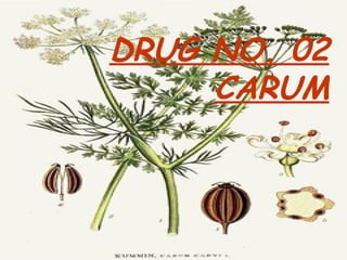 DRUG NO. 02
CARUM
 
