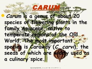 CARUM
Carum is a genus of about 20
species of flowering plants in the
family Apiaceae, native to
temperate regions of the Old
World. The most important
species is Caraway (C. carvi), the
seeds of which are widely used as
a culinary spice.
 
