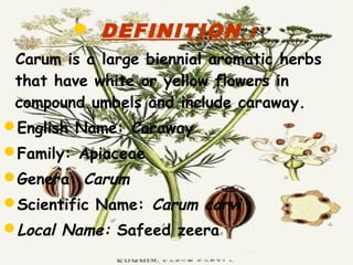  DEFINITION :
Carum is a large biennial aromatic herbs
that have white or yellow flowers in
compound umbels and include caraway.
English Name: Caraway
Family: Apiaceae 
Genera: Carum
Scientific Name: Carum carvi
Local Name: Safeed zeera
 
