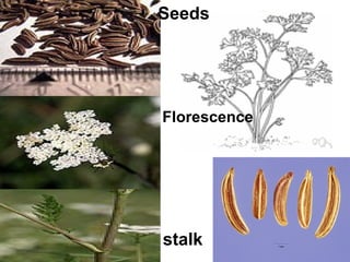 Seeds
Florescence
stalk
 