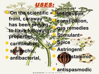 USES:
On the scientific
front, caraway
has been proven
to have following
properties:
carminative,
stomachic,
antibacterial,
indigestion,
constipation,
gas remedies
Stimulant
Spice
Astringent
Antihistaminic
,
antispasmodic
 