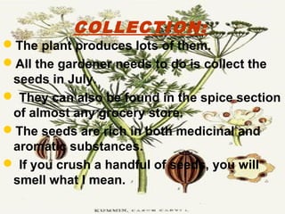 COLLECTION:
The plant produces lots of them.
All the gardener needs to do is collect the
seeds in July.
 They can also be found in the spice section
of almost any grocery store.
The seeds are rich in both medicinal and
aromatic substances.
 If you crush a handful of seeds, you will
smell what I mean.
 