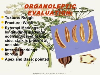 ORGANOLEPTIC
EVALUATION:
Texture: Rough
Fracture: Weak
External Markings:
longitudinal markings,
noch is present at one
side, stalk is present at
one side
Internal markings:
fibrous
Apex and Base: pointed
 