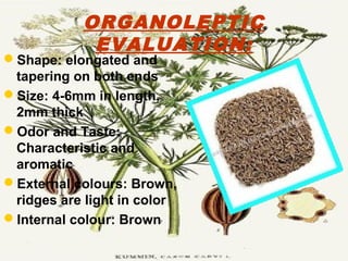ORGANOLEPTIC
EVALUATION:
Shape: elongated and
tapering on both ends
Size: 4-6mm in length,
2mm thick
Odor and Taste:
Characteristic and
aromatic
External colours: Brown,
ridges are light in color
Internal colour: Brown
 