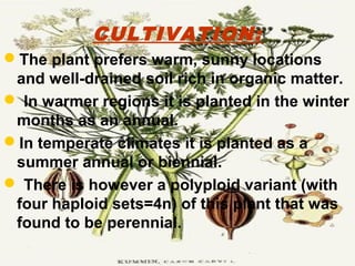 CULTIVATION:
The plant prefers warm, sunny locations
and well-drained soil rich in organic matter.
 In warmer regions it is planted in the winter
months as an annual.
In temperate climates it is planted as a
summer annual or biennial.
 There is however a polyploid variant (with
four haploid sets=4n) of this plant that was
found to be perennial.
 