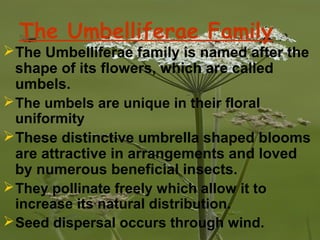 The Umbelliferae Family
The Umbelliferae family is named after the
shape of its flowers, which are called
umbels.
The umbels are unique in their floral
uniformity
These distinctive umbrella shaped blooms
are attractive in arrangements and loved
by numerous beneficial insects.
They pollinate freely which allow it to
increase its natural distribution.
Seed dispersal occurs through wind.
 