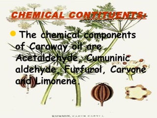 CHEMICAL CONTITUENTS:
The chemical components
of Caraway oil are
Acetaldehyde, Cumuninic
aldehyde, Furfurol, Carvone
and Limonene.
 