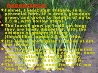 Appearance:
Fennel, Foeniculum vulgare, is a
perennial herb. It is erect, glaucous
green, and grows to heights of up to
2.5 m, with hollow stems.
The leaves grow up to 40 cm long;
they are finely dissected, with the
ultimate segments filiform
(threadlike), about 0.5 mm wide.
(Its leaves are similar to those of dill,
but thinner.)
The flowers are produced in terminal
compound umbels 5–15 cm wide, each
umbel section having 20–50 tiny
yellow flowers on short pedicels.
The fruit is a dry seed from 4–10 mm
long, half as wide or less,
 