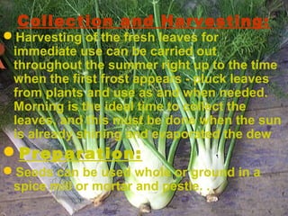 Collection and Harvesting:
Harvesting of the fresh leaves for
immediate use can be carried out
throughout the summer right up to the time
when the first frost appears - pluck leaves
from plants and use as and when needed.
Morning is the ideal time to collect the
leaves, and this must be done when the sun
is already shining and evaporated the dew
Preparation:
Seeds can be used whole or ground in a
spice mill or mortar and pestle. .
 