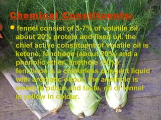 Chemical Constituents:
fennel consist of 3-7% of volatile oil.
about 20% protein and fixed oil. the
chief active constituent of volatile oil is
ketone, fenchone (about 20%) and a
phenolic ether, anethole (50%)
fenchene is a colourless pungent liquid
with aromatic odour. the anethole is
sweet in odour and taste. oil of fennel
is yellow in colour.
 