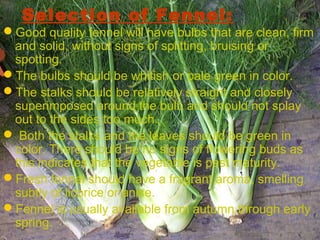 Selection of Fennel:
Good quality fennel will have bulbs that are clean, firm
and solid, without signs of splitting, bruising or
spotting.
The bulbs should be whitish or pale green in color.
The stalks should be relatively straight and closely
superimposed around the bulb and should not splay
out to the sides too much.
 Both the stalks and the leaves should be green in
color. There should be no signs of flowering buds as
this indicates that the vegetable is past maturity.
Fresh fennel should have a fragrant aroma, smelling
subtly of licorice or anise.
Fennel is usually available from autumn through early
spring.
 