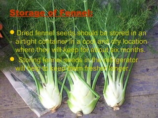 Storage of Fennel:
Dried fennel seeds should be stored in an
airtight container in a cool and dry location
where they will keep for about six months.
 Storing fennel seeds in the refrigerator
will help to keep them fresher longer.
 
