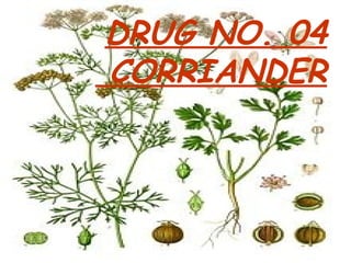 DRUG NO. 04
CORRIANDER
 