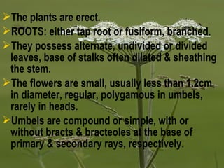 The plants are erect.
ROOTS: either tap root or fusiform, branched.
They possess alternate, undivided or divided
leaves, base of stalks often dilated & sheathing
the stem.
The flowers are small, usually less than 1.2cm
in diameter, regular, polygamous in umbels,
rarely in heads.
Umbels are compound or simple, with or
without bracts & bracteoles at the base of
primary & secondary rays, respectively.
 