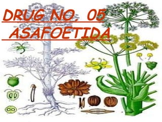 DRUG NO. 05
ASAFOETIDA
 