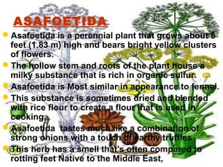 ASAFOETIDA
Asafoetida is a perennial plant that grows about 6
feet (1.83 m) high and bears bright yellow clusters
of flowers.
The hollow stem and roots of the plant house a
milky substance that is rich in organic sulfur.
Asafoetida is Most similar in appearance to fennel.
This substance is sometimes dried and blended
with rice flour to create a flour that is used in
cooking.
Asafoetida tastes much like a combination of
strong onions with a touch of earthy truffles
This herb has a smell that's often compared to
rotting feet Native to the Middle East,
 